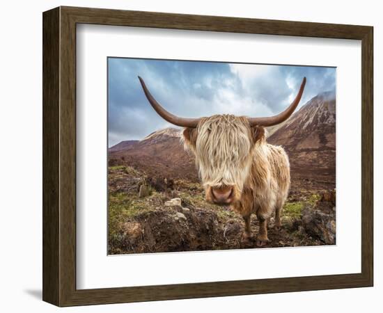 Close up Portrait of a Highland Cattle at the Glamaig Mountains on Isle of Skye, Scotland, UK-Zoltan Gabor-Framed Photographic Print