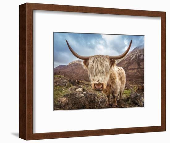 Close up Portrait of a Highland Cattle at the Glamaig Mountains on Isle of Skye, Scotland, UK-Zoltan Gabor-Framed Photographic Print