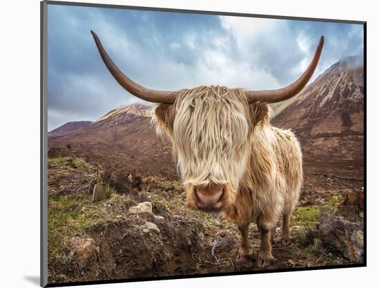 Close up Portrait of a Highland Cattle at the Glamaig Mountains on Isle of Skye, Scotland, UK-Zoltan Gabor-Mounted Photographic Print