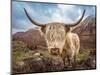 Close up Portrait of a Highland Cattle at the Glamaig Mountains on Isle of Skye, Scotland, UK-Zoltan Gabor-Mounted Photographic Print