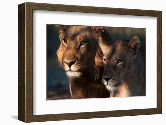 Close-up portrait of a lion and lioness. Chief Island, Okavango Delta, Botswana.-Sergio Pitamitz-Framed Photographic Print