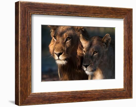 Close-up portrait of a lion and lioness. Chief Island, Okavango Delta, Botswana.-Sergio Pitamitz-Framed Photographic Print