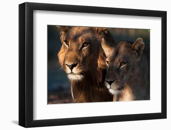 Close-up portrait of a lion and lioness. Chief Island, Okavango Delta, Botswana.-Sergio Pitamitz-Framed Photographic Print