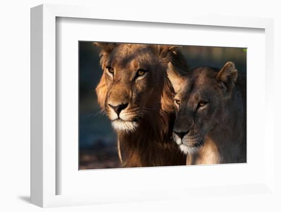 Close-up portrait of a lion and lioness. Chief Island, Okavango Delta, Botswana.-Sergio Pitamitz-Framed Photographic Print