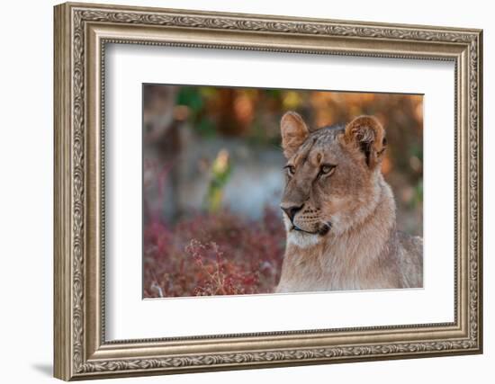 Close-up portrait of a lion, Panthera leo. Mashatu Game Reserve, Botswana.-Sergio Pitamitz-Framed Photographic Print