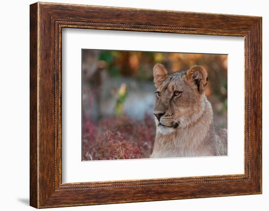 Close-up portrait of a lion, Panthera leo. Mashatu Game Reserve, Botswana.-Sergio Pitamitz-Framed Photographic Print