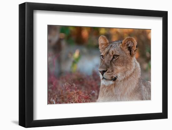 Close-up portrait of a lion, Panthera leo. Mashatu Game Reserve, Botswana.-Sergio Pitamitz-Framed Photographic Print