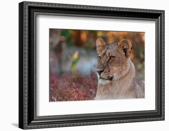 Close-up portrait of a lion, Panthera leo. Mashatu Game Reserve, Botswana.-Sergio Pitamitz-Framed Photographic Print