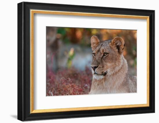 Close-up portrait of a lion, Panthera leo. Mashatu Game Reserve, Botswana.-Sergio Pitamitz-Framed Photographic Print