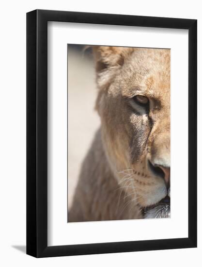 Close-Up Portrait Of A Majestic Lioness (Panthera Leo)-l i g h t p o e t-Framed Photographic Print