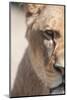 Close-Up Portrait Of A Majestic Lioness (Panthera Leo)-l i g h t p o e t-Mounted Photographic Print