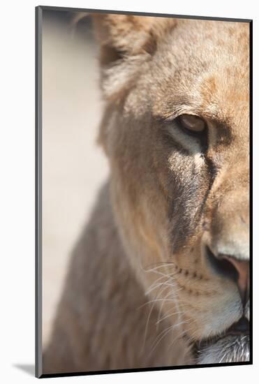 Close-Up Portrait Of A Majestic Lioness (Panthera Leo)-l i g h t p o e t-Mounted Photographic Print