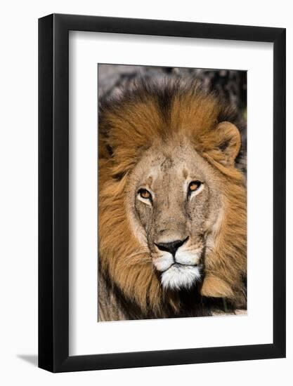 Close-up portrait of a male lion, Panthera leo. Moremi Game Reserve, Okavango Delta, Botswana-Sergio Pitamitz-Framed Photographic Print