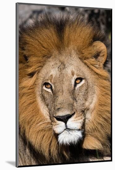 Close-up portrait of a male lion, Panthera leo. Moremi Game Reserve, Okavango Delta, Botswana-Sergio Pitamitz-Mounted Photographic Print