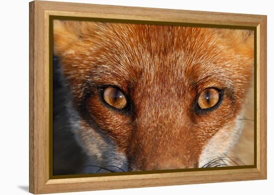 Close-up portrait of a Red Fox, Vosges, France-Fabrice Cahez-Framed Premier Image Canvas