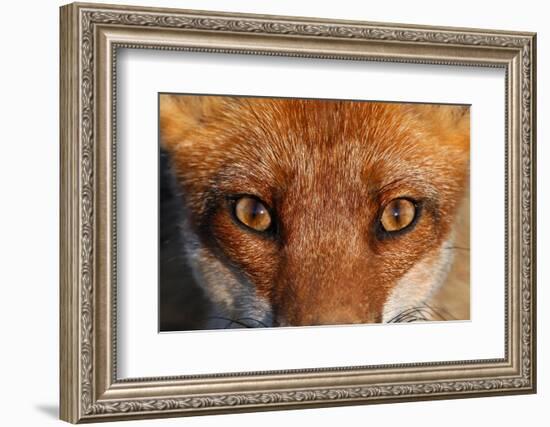 Close-up portrait of a Red Fox, Vosges, France-Fabrice Cahez-Framed Photographic Print