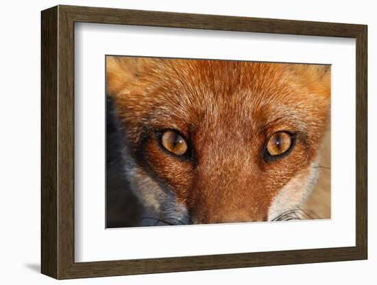 Close-up portrait of a Red Fox, Vosges, France-Fabrice Cahez-Framed Photographic Print