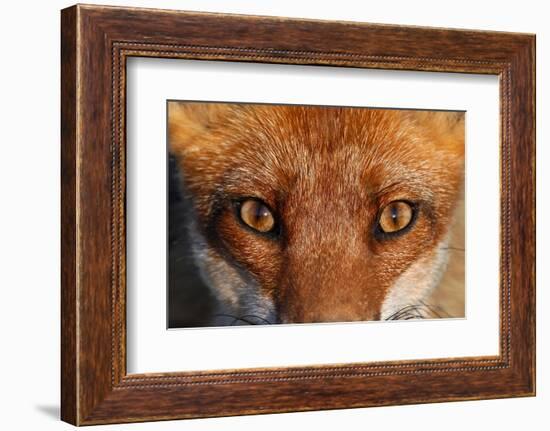 Close-up portrait of a Red Fox, Vosges, France-Fabrice Cahez-Framed Photographic Print