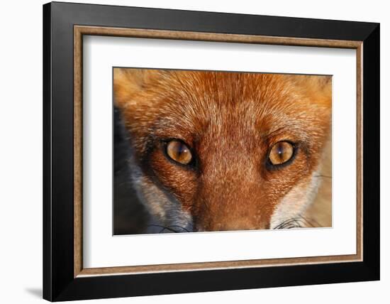 Close-up portrait of a Red Fox, Vosges, France-Fabrice Cahez-Framed Photographic Print