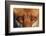 Close-up portrait of a Red Fox, Vosges, France-Fabrice Cahez-Framed Photographic Print