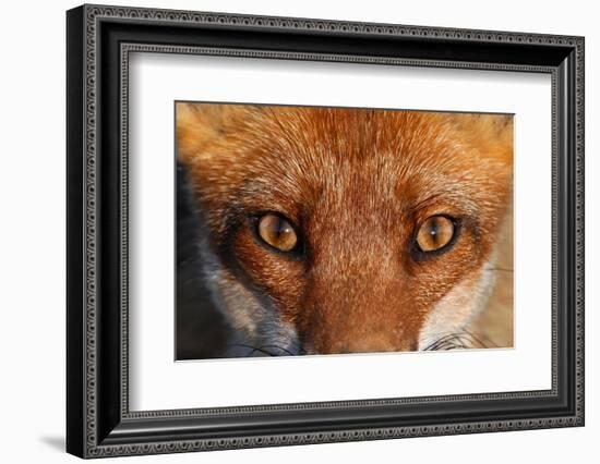 Close-up portrait of a Red Fox, Vosges, France-Fabrice Cahez-Framed Photographic Print