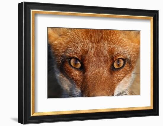 Close-up portrait of a Red Fox, Vosges, France-Fabrice Cahez-Framed Photographic Print