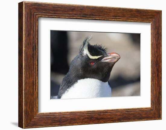 Close up portrait of a Rockhopper penguin, Eudyptes chrysocome.-Sergio Pitamitz-Framed Photographic Print