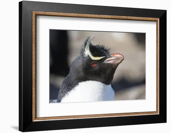 Close up portrait of a Rockhopper penguin, Eudyptes chrysocome.-Sergio Pitamitz-Framed Photographic Print