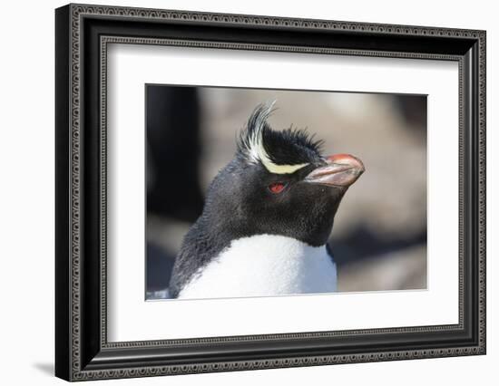 Close up portrait of a Rockhopper penguin, Eudyptes chrysocome.-Sergio Pitamitz-Framed Photographic Print