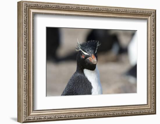 Close up portrait of a Rockhopper penguin, Eudyptes chrysocome.-Sergio Pitamitz-Framed Photographic Print