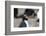 Close up portrait of a Rockhopper penguin, Eudyptes chrysocome.-Sergio Pitamitz-Framed Photographic Print