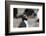 Close up portrait of a Rockhopper penguin, Eudyptes chrysocome.-Sergio Pitamitz-Framed Photographic Print