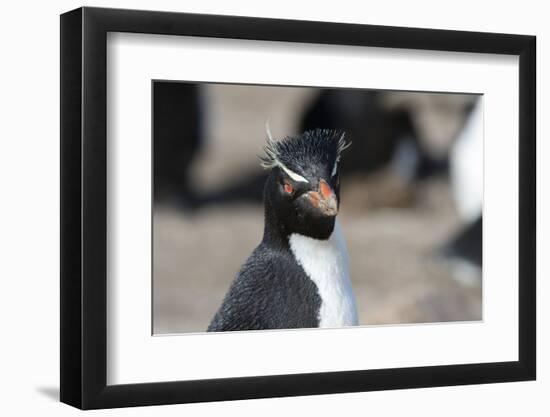 Close up portrait of a Rockhopper penguin, Eudyptes chrysocome.-Sergio Pitamitz-Framed Photographic Print