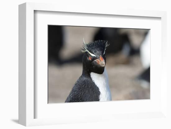 Close up portrait of a Rockhopper penguin, Eudyptes chrysocome.-Sergio Pitamitz-Framed Photographic Print