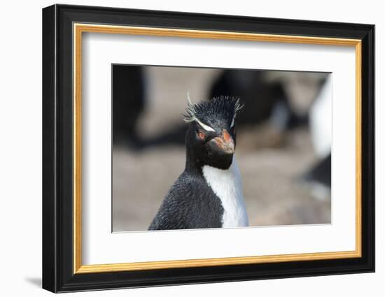 Close up portrait of a Rockhopper penguin, Eudyptes chrysocome.-Sergio Pitamitz-Framed Photographic Print