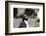 Close up portrait of a Rockhopper penguin, Eudyptes chrysocome.-Sergio Pitamitz-Framed Photographic Print