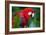 Close Up Portrait Of A Scarlet Macaw Parrot-Karine Aigner-Framed Photographic Print