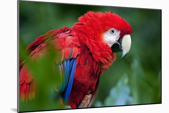 Close Up Portrait Of A Scarlet Macaw Parrot-Karine Aigner-Mounted Photographic Print