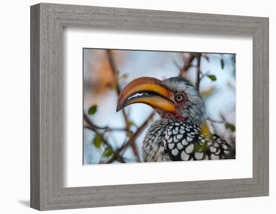 Close-up portrait of a southern yellow-billed hornbill. Central Kalahari Game Reserve, Botswana.-Sergio Pitamitz-Framed Photographic Print