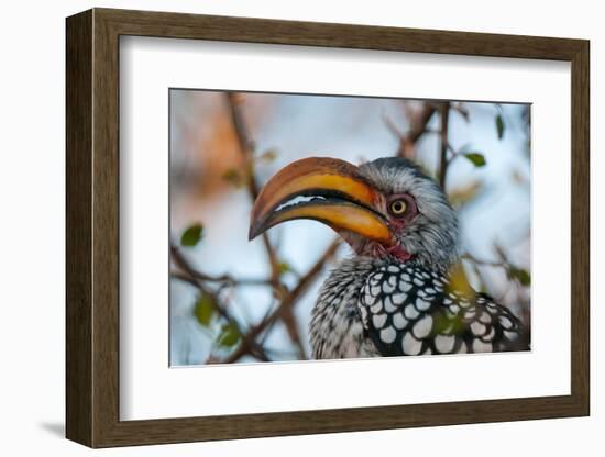 Close-up portrait of a southern yellow-billed hornbill. Central Kalahari Game Reserve, Botswana.-Sergio Pitamitz-Framed Photographic Print