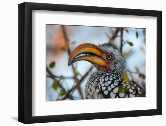 Close-up portrait of a southern yellow-billed hornbill. Central Kalahari Game Reserve, Botswana.-Sergio Pitamitz-Framed Photographic Print