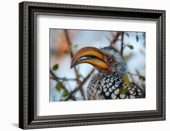 Close-up portrait of a southern yellow-billed hornbill. Central Kalahari Game Reserve, Botswana.-Sergio Pitamitz-Framed Photographic Print