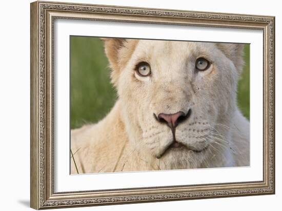 Close Up Portrait Of A White Lion Face-Karine Aigner-Framed Photographic Print