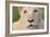 Close Up Portrait Of A White Lion Face-Karine Aigner-Framed Photographic Print