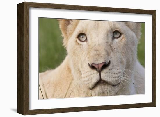Close Up Portrait Of A White Lion Face-Karine Aigner-Framed Photographic Print