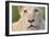 Close Up Portrait Of A White Lion Face-Karine Aigner-Framed Photographic Print