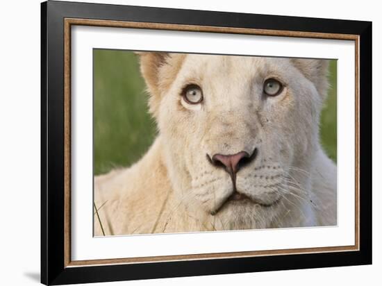 Close Up Portrait Of A White Lion Face-Karine Aigner-Framed Photographic Print