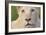 Close Up Portrait Of A White Lion Face-Karine Aigner-Framed Photographic Print