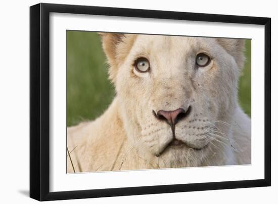 Close Up Portrait Of A White Lion Face-Karine Aigner-Framed Photographic Print