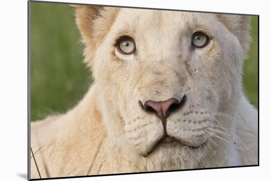 Close Up Portrait Of A White Lion Face-Karine Aigner-Mounted Photographic Print